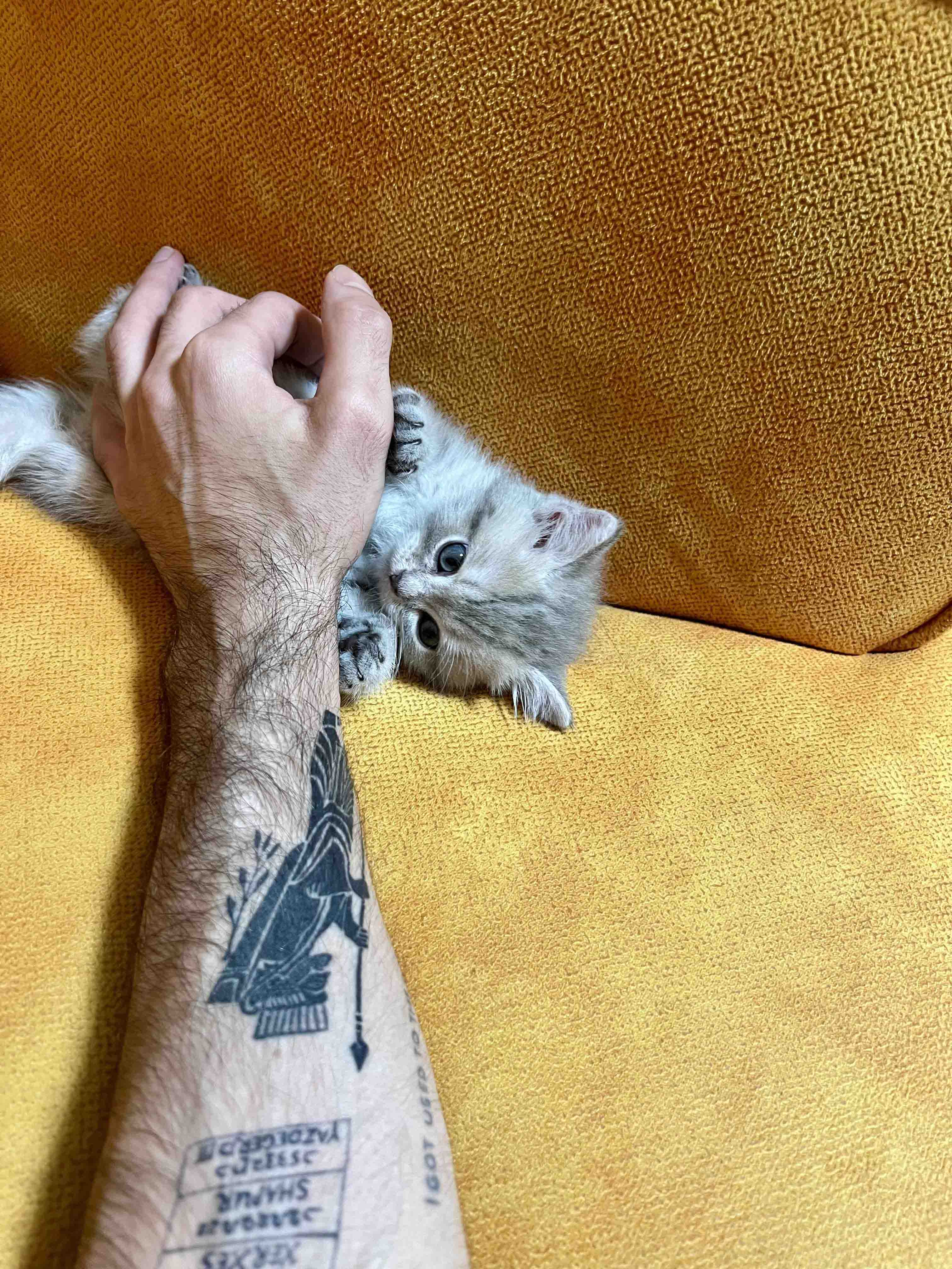 Abolfazl Gathan's cat